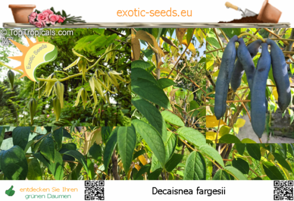 Decaisnea fargesii, 10-100 Samen